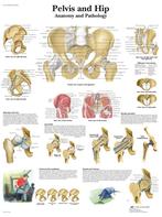 Anatomie poster bekken en heup (gelamineerd, 50x67 cm) +..., Nieuw