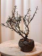 cotoneaster in bonsaipot - Hoogte (boom): 18 cm - Diepte