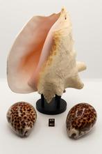 Schelpdieren Zeeschelp - Conque et Cyprae Tigris (Zonder