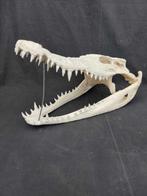 Siamese Crocodile Schedel - Crocodylus siamensis (with CITES, Nieuw