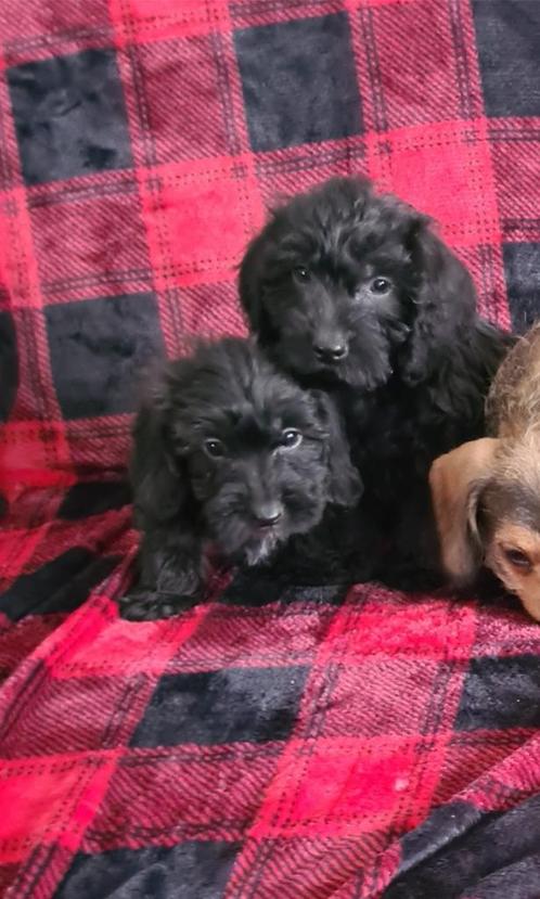 teckel x dwergpoedel boomertjes,  doxipoo!  (teefjes), Dieren en Toebehoren, Honden | Chihuahua's en Gezelschapshonden, Meerdere
