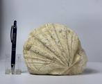 Mooi en decoratief fossiele schelp - zelfstaand. -