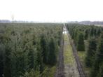 Taxus Baccata, Tuin en Terras, Planten | Bomen, Ophalen of Verzenden, Bloeit niet, Halfschaduw, Overige soorten