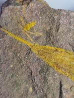 eocrinoïden - Gefossiliseerd dier - Ascocystites - 11 cm