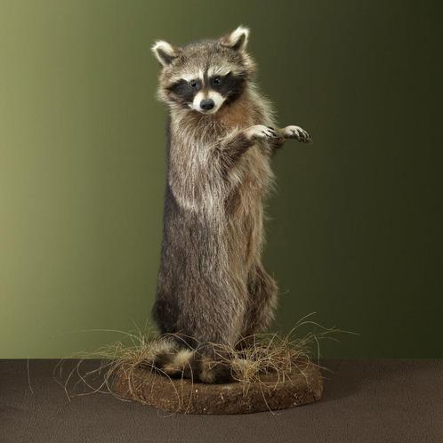 Wasbeer Taxidermie Opgezette Dieren By Max, Verzamelen, Dierenverzamelingen, Opgezet dier, Nieuw, Wild dier, Ophalen of Verzenden