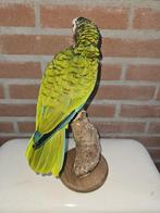 Amazone papegaai Taxidermie volledige montage - Amazona, Nieuw