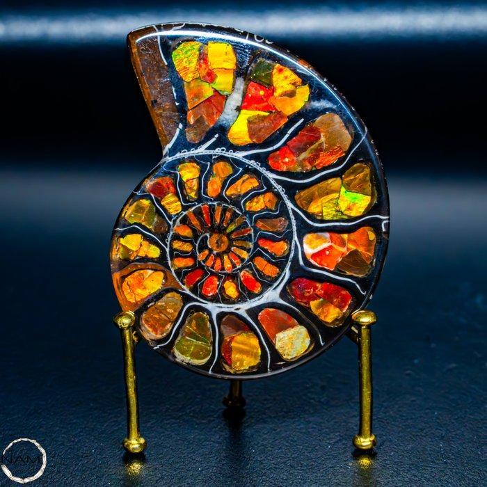 Zeer zeldzaam ammoniet & ammolit - fossiel fragment 432,75, Verzamelen, Mineralen en Fossielen