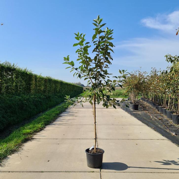 Fruitbomen | veel direct vanuit eigen kwekerij | BETUWEBOMEN, Tuin en Terras, Planten | Bomen, Overige soorten, In pot
