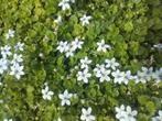 Isotoma fluviatilis  lage bodembedekker 5 cm hoog, Ophalen of Verzenden, Zomer, Vaste plant, Halfschaduw
