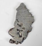 Seymchan meteoriet Plak - Hoogte: 0.03 cm - Breedte: 7 cm-