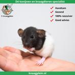 Jonge handtamme dwergratten te koop!, Dieren en Toebehoren, Knaagdieren, Meerdere dieren, Rat, Tam