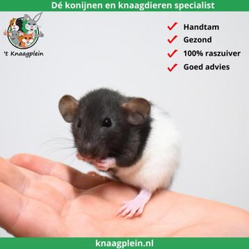 Jonge handtamme dwergratten te koop! beschikbaar voor biedingen