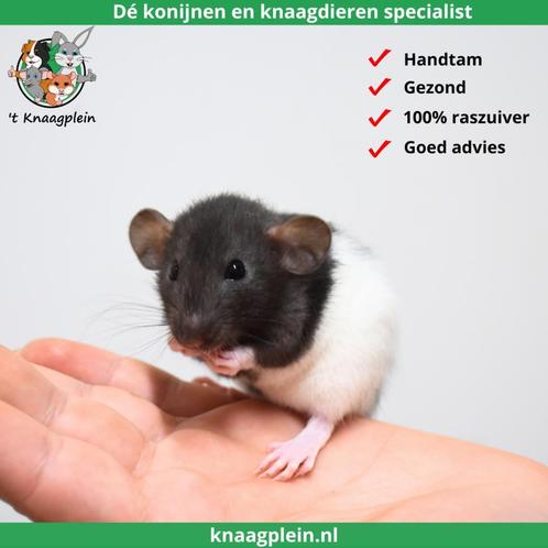 Jonge handtamme dwergratten te koop!, Dieren en Toebehoren, Knaagdieren, Rat, Meerdere dieren, Tam, Voor 1 juli 2024
