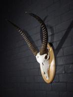 Waterbok Taxidermie wandmontage - Kobus ellipsiprymnus - 50, Nieuw