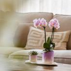 Kolibri Company | Plantenset Valentijn Gradience Pink | Ro, Verzenden, Nieuw
