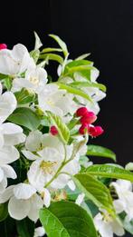 Malus bonsai (Malus sargentii) - Hoogte (boom): 50 cm -