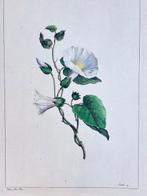 Dupin fils, Femme Fessard, Aubriet. - [FLORE] (Album de 248, Antiek en Kunst