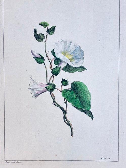 Dupin fils, Femme Fessard, Aubriet. - [FLORE] (Album de 248, Antiek en Kunst, Antiek | Boeken en Bijbels