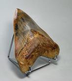 Megalodon - Fossiele tand - Carcharodon megalodon - 13.7 cm, Verzamelen, Mineralen en Fossielen