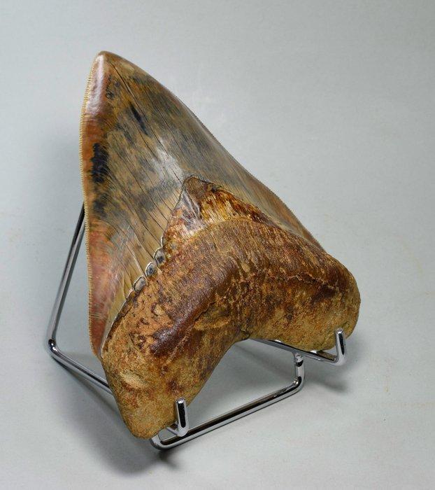 Megalodon - Fossiele tand - Carcharodon megalodon - 13.7 cm, Verzamelen, Mineralen en Fossielen