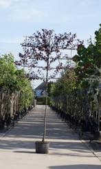 Sierpruim als leiboom Prunus cerasifera Nigra h 320 cm st. o, Tuin en Terras, Verzenden