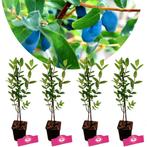 Honingbessen Lonicera caerulea Strawberry Sen, Verzenden, Volle zon