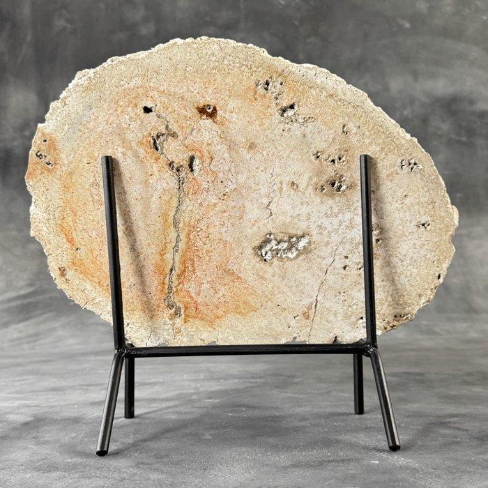 Prachtige versteende palmwortel in een aangepaste standaard, Antiek en Kunst, Kunst | Designobjecten