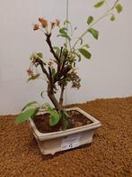 Malus bonsai (Malus sargentii) - Hoogte (boom): 25 cm -