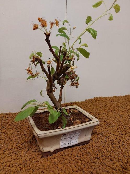 Malus bonsai (Malus sargentii) - Hoogte (boom): 25 cm -, Antiek en Kunst, Curiosa en Brocante