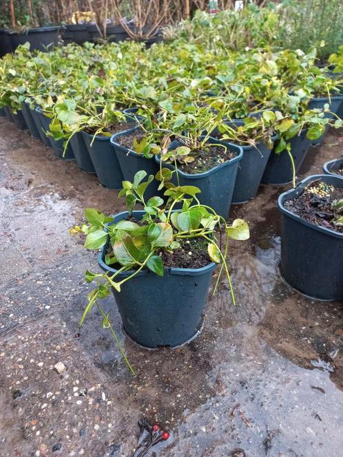 Vinca Major Maagdenpalm 2liter, Tuin en Terras, Planten | Tuinplanten, Ophalen