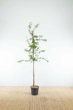 Prunus serrula hoogstam 8/10, Tuin en Terras, Planten | Tuinplanten