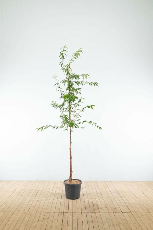 Prunus serrula hoogstam 8/10, Tuin en Terras, Planten | Tuinplanten
