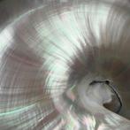 Nautilus Zee Shel Parelmoer Nautilus - Hoogte: 92 mm -