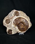 Ammoniet - Fossiele matrix - Diversos géneros de Ammonoidea