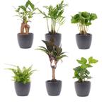 Mini planten set 6 - Inclusief 6x pot Boule Antraciet, Verzenden