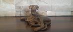 Pierre Chenet (XX-XXI) - sculptuur, La Chienne et ses Chiots, Antiek en Kunst