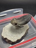 Trilobiet - Gefossiliseerd dier - Odontochile - 9 cm