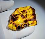 Barnsteen met planten- en insecteninclusies - Barnsteen, Verzamelen