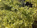 Ligustrum ovalifolium 'Aureum' , geelbonte liguster, 17cmpot, Tuin en Terras, Planten | Bomen, In pot, Minder dan 100 cm, Zomer