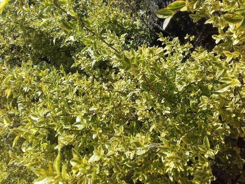 Ligustrum ovalifolium 'Aureum' , geelbonte liguster, 17cmpot, Tuin en Terras, Planten | Bomen, Minder dan 100 cm, Overige soorten