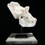 Geen minimaal prijs. Een replica van een gorillaskull op een