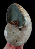 Uitstekende parelachtige nautilus!!! - Gefossiliseerd dier -, Verzamelen, Mineralen en Fossielen