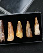 Spinosaurus - Fossiele tand - Spinosaurus aegyptiacus