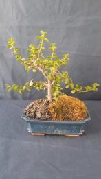 Jade bonsai (Crassula/Portulacaria) - Hoogte (boom): 25 cm -