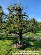 De mooiste OUDE APPELBOOM en/of PERENBOOM met karakter!