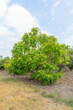 Catalpa bignonioides Aurea meerstammig