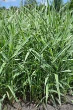 Rietgras Phalaris arundinacea Picta 5-10 Pot P9