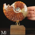 First Quality fossiele ammoniet Cleoniceras Natuurlijke