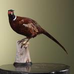 Fazant Taxidermie Opgezette Dieren By Max, Ophalen of Verzenden, Nieuw, Vogel, Opgezet dier