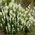 Salvia Nemorosa Schneehügel - Wortelgoed - 5 stuks, Verzenden
